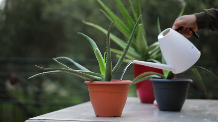 Αλόη! 9 Μυστικά για την φροντίδα της!