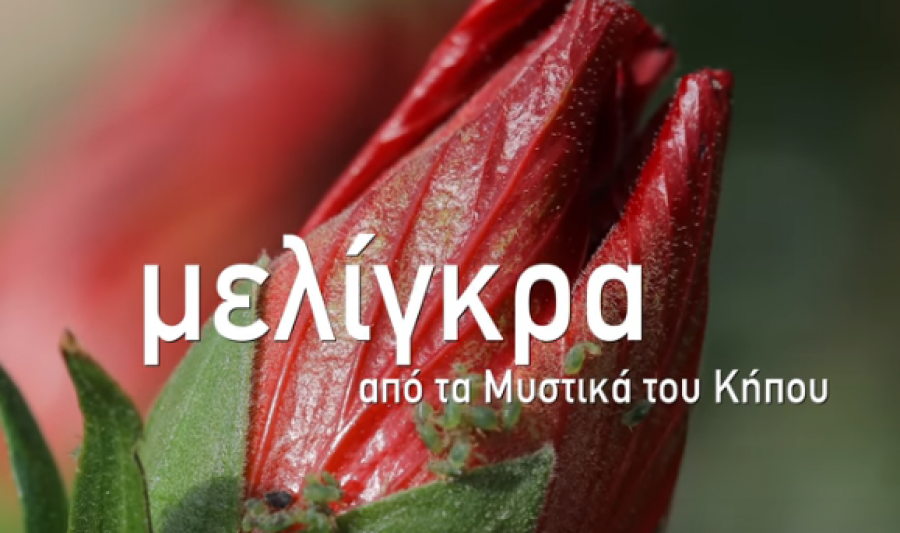 Μελίγκρα: 4 φυσικοί τρόποι αντιμετώπισης!