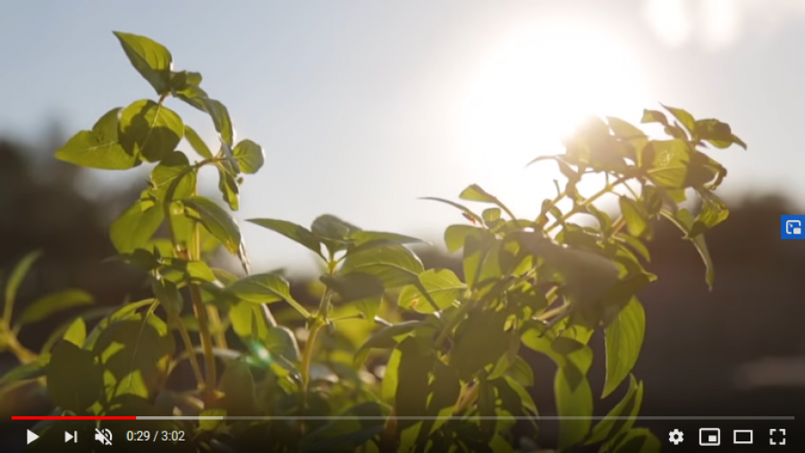 Βασιλικός: 10 μυστικά για τη φροντίδα του!